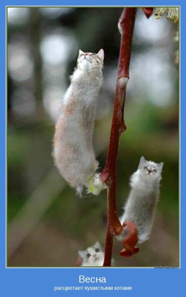 Кот заглядывает в окно