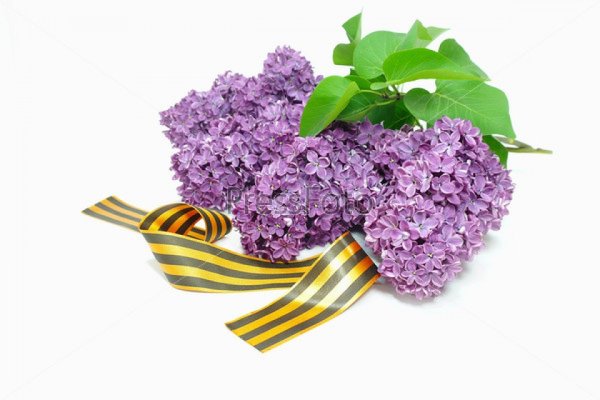 Сирень символ Победы в Великой