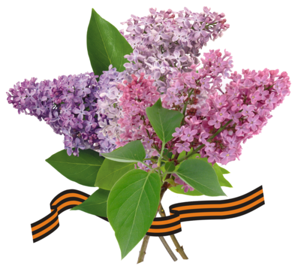 Сирень den Pobedy