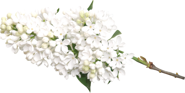 Ветка белой сирени