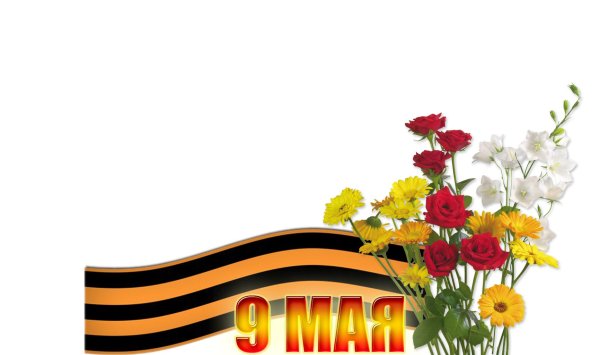 Гвоздика на белом фоне