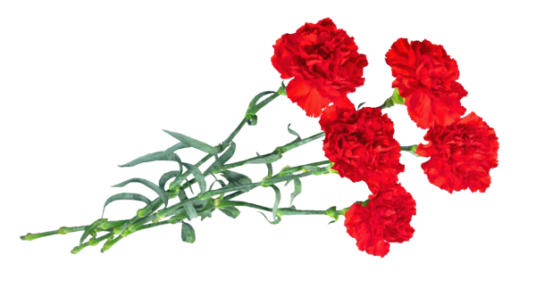 Гвоздики цветы