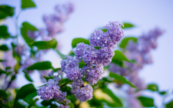 Весенние цветы сирень