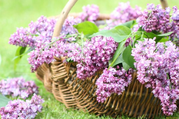 Сирень Кружевница