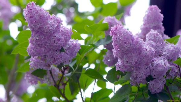 Сирень обыкновенная Катюша