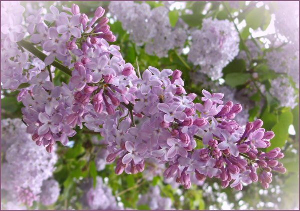 Сирень обыкновенная Жемчужина