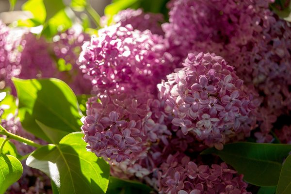 Сирень Калифорния Роуз