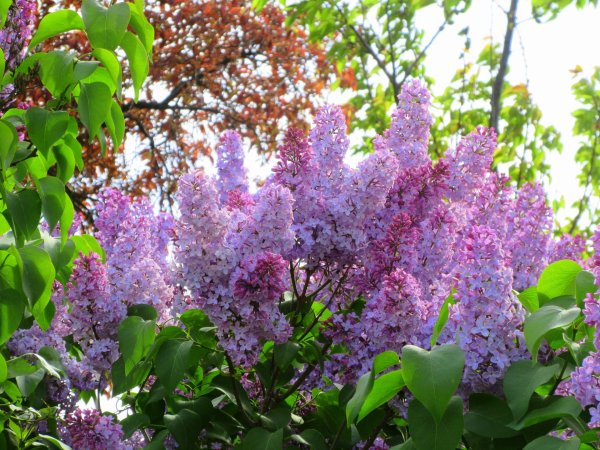 Сирень нежность