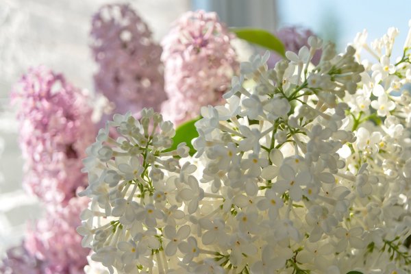 Илья Репин натюрморт "букет сирени"