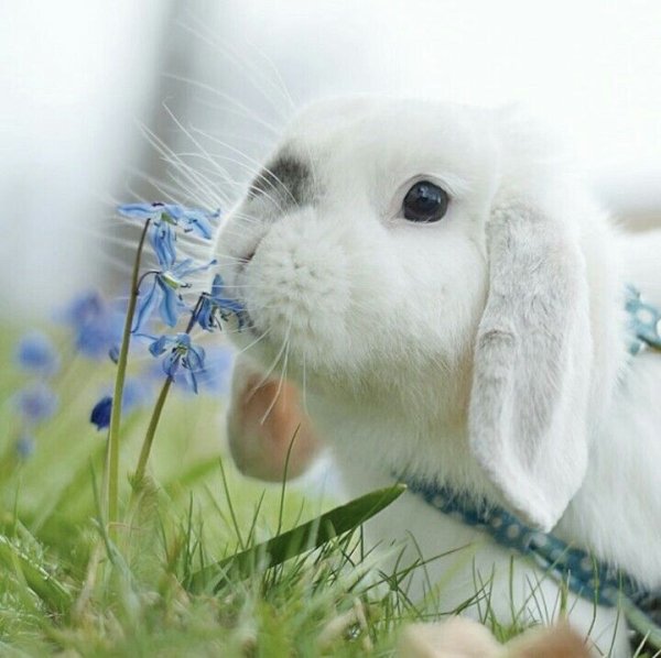 Доброе утро кролик