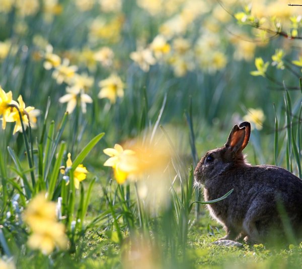 Весна животные