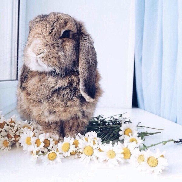 С добрым утром заяц