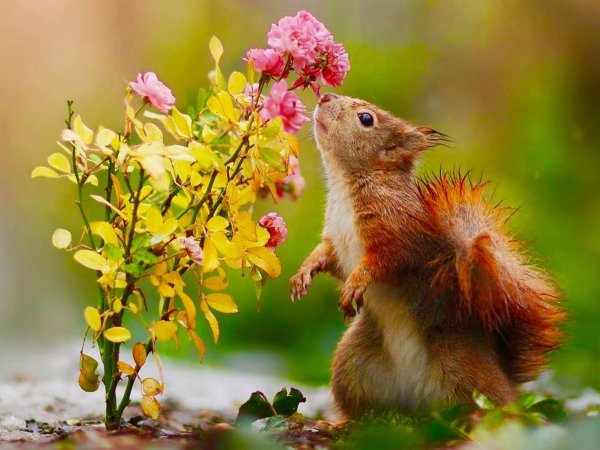 Нежная природа