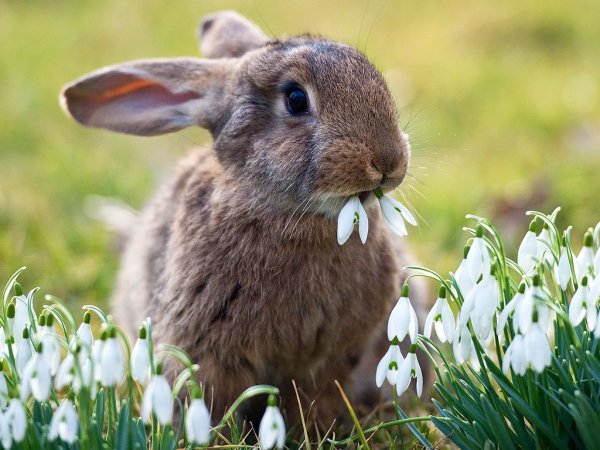 Доброе утро с веселыми животными и пожеланиями