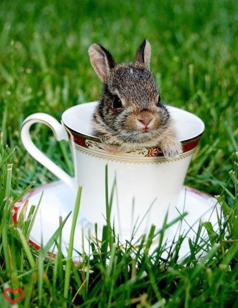 Лучшие снимки животных