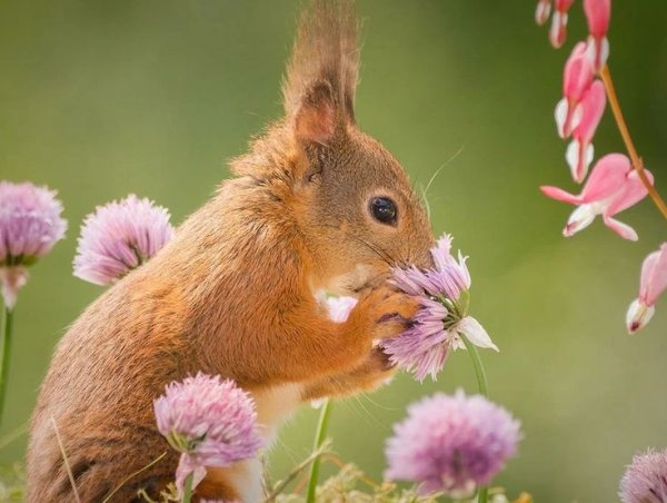 Белочка в снегу