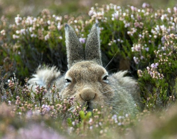 Весеннее настроение