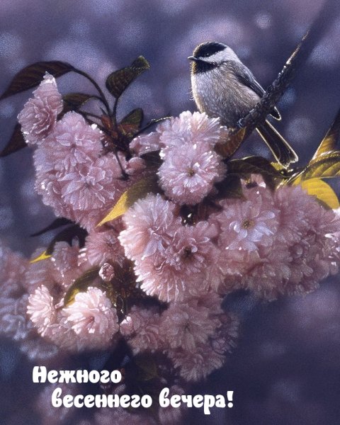 Художник Collin Bogle