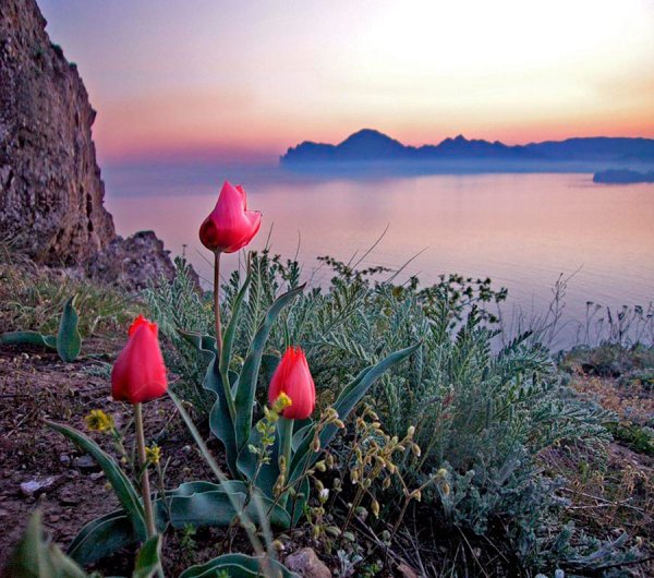 Одинокий цветок в горах