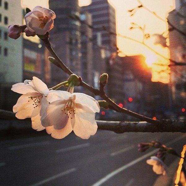 Весенняя Эстетика