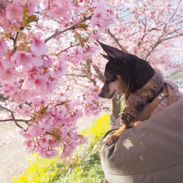 Весенние животные Япония