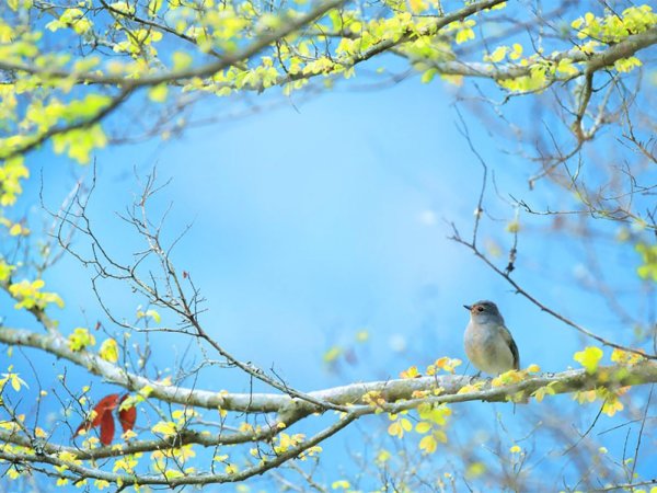 Доброе утро Весна с зимой
