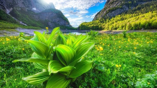 Табиат манзараси