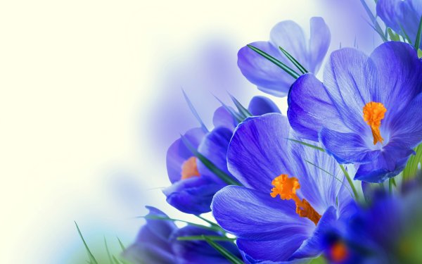 Весенний букет