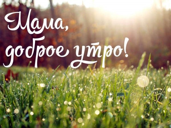 С добрым утром незабудки