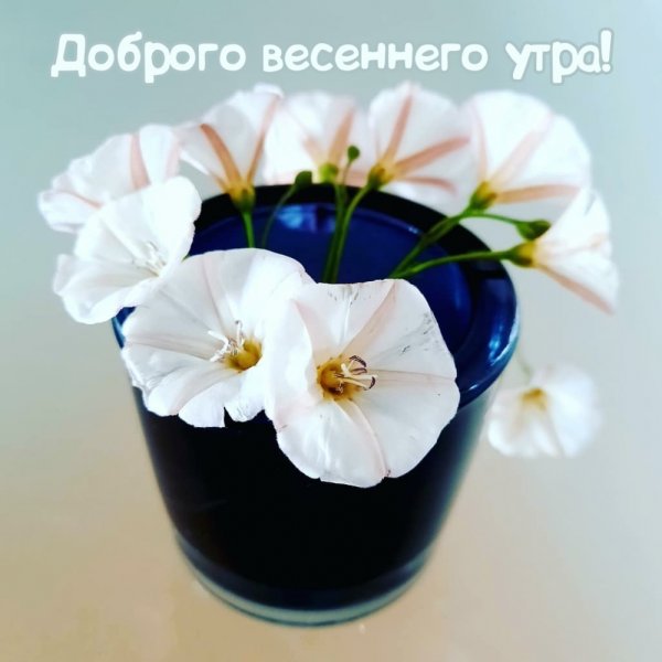 Весенние цветы в лейке