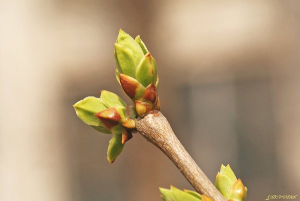 Почки на деревьях весной