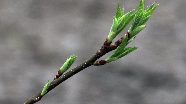 Набухают почки на деревьях