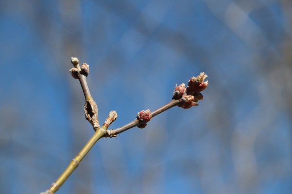 Почки на деревьях весной