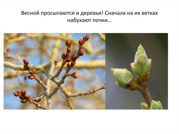 Весной на деревьях набухают почки