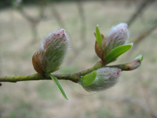 Весна набухание почек