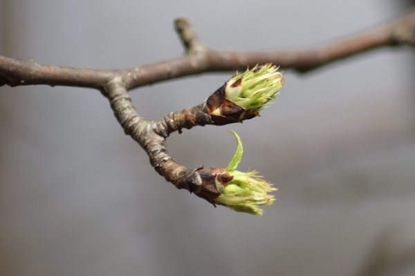 Первые почки на деревьях в лесу