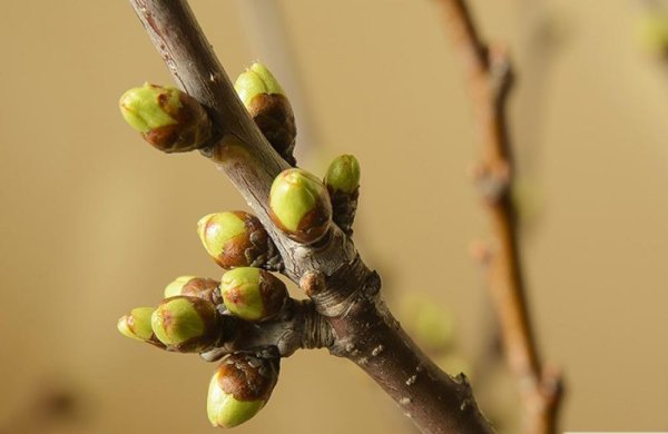 Почки на деревьях весной