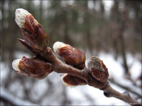 Распускание почек весной
