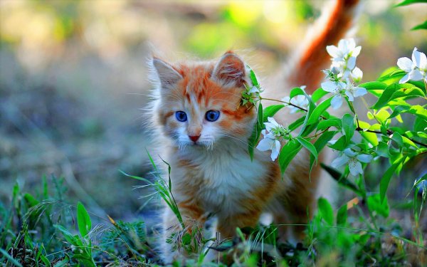 Весна и котики
