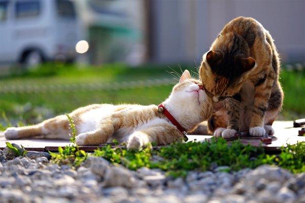 Романтичные коты