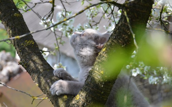 Весна и котики