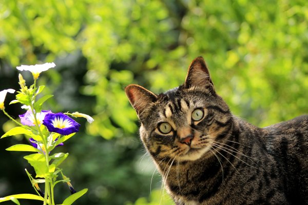 Весенние коты