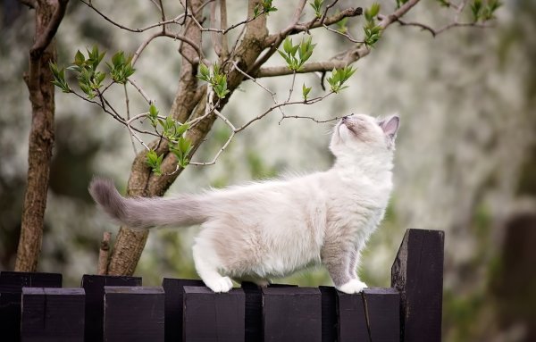 Кошка на заборе