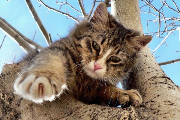 Котята весной