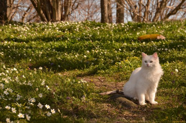 Коты на природе