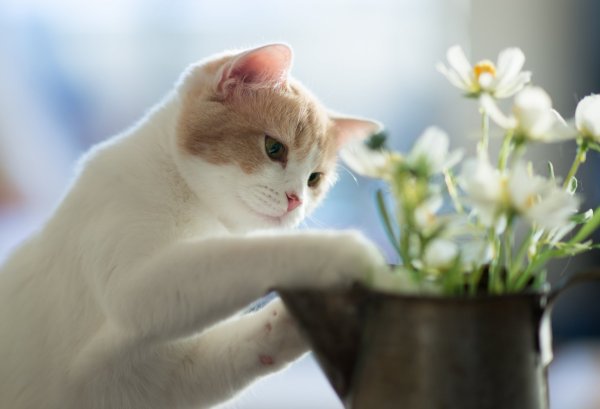 Милый котик с цветами