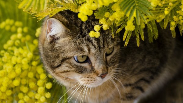Кот Весна