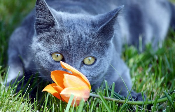 Весенний котик