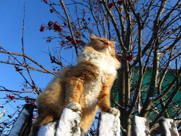 Рыжий кот в марте