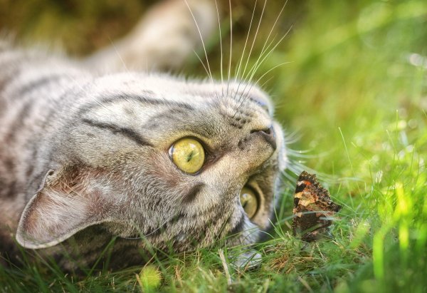 Весенний кот